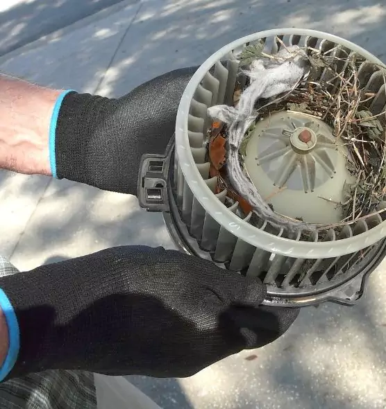 About Air Duct Mice Removal in St. Cloud, MN